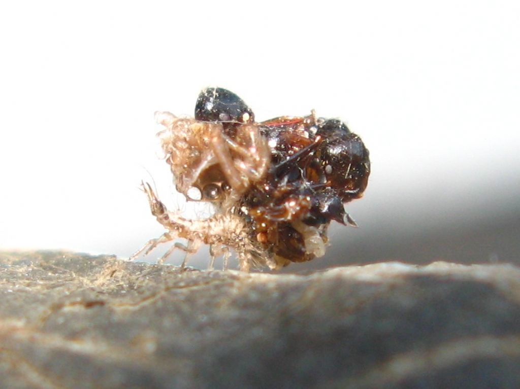 Larva di  Pseudomallada (ex Dichochrysa) sp. (Chrysopidae)